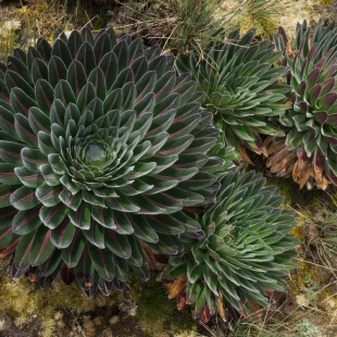 LOBELIA BEQUAERTII